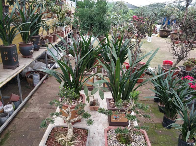 小编带您走进兴隆花卉大世界花卉市场