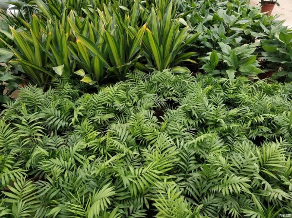 养绿植的好处有哪些？