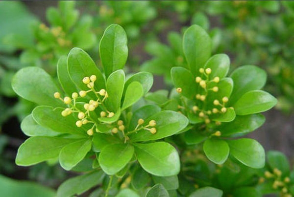 济宁大型花卉批发市场，兖州兴隆花卉大市场，霜降节气寄语