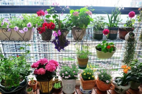 养花的5个好处，堪比人生财富，赚大了！